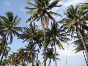 Floride palmiers