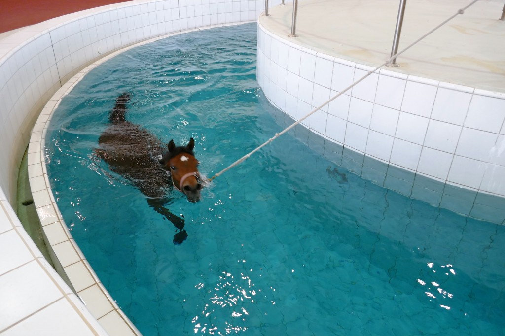 piscine pur sang al shaqab qatar foundation (2)