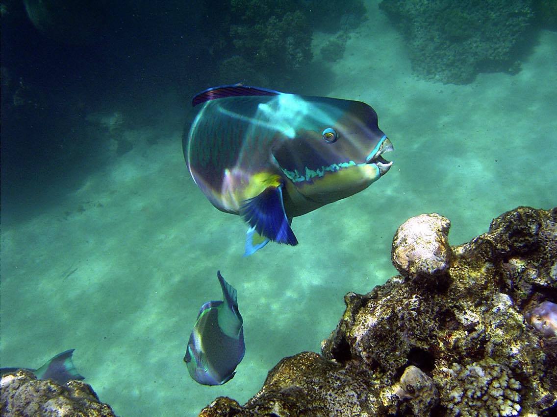 The Great Barrier Reef