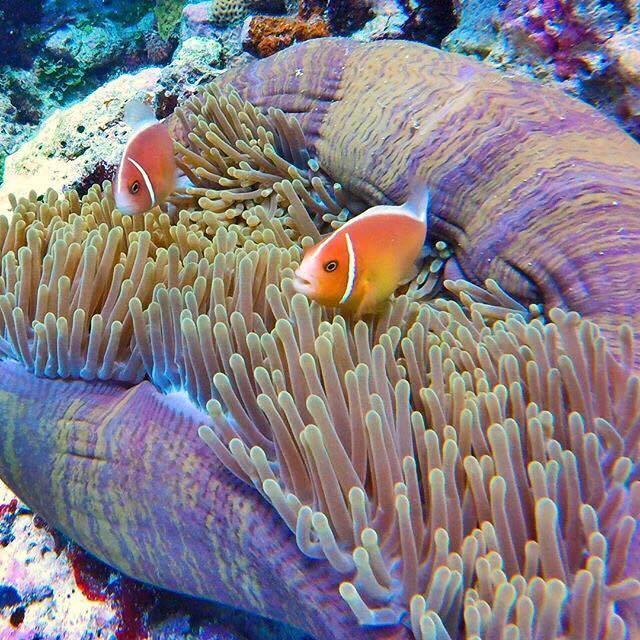 The Great Barrier Reef