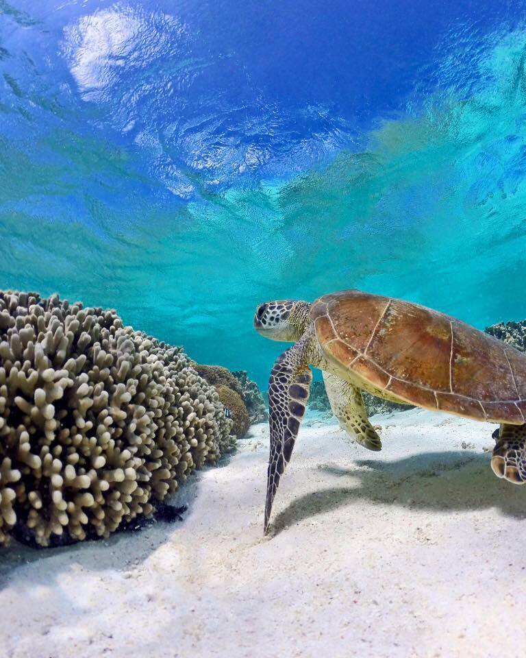 The Great Barrier Reef