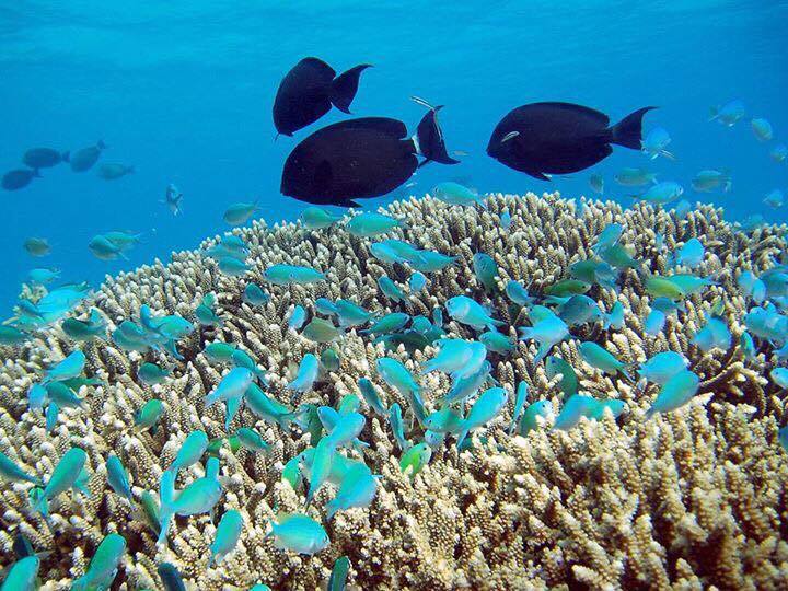 The Great Barrier Reef