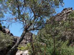 Grampians national park