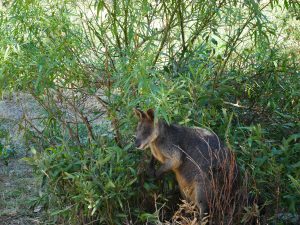 Grampians national park