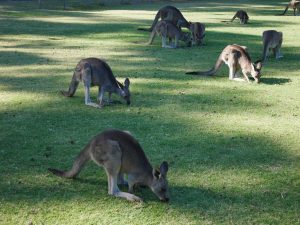 grampians national park